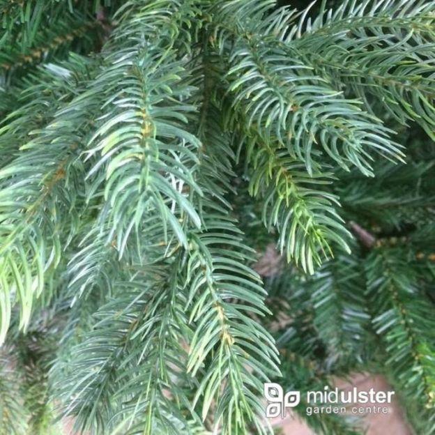 Kaemingk Everlands 7ft Grandis Slim Fir Christmas Tree
